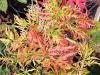 Acer palmatum 'Dissectum Emma' HORT'IS VIRIDIOS (R)