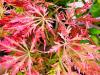 Acer palmatum 'Dissectum Emma' HORT'IS VIRIDIOS (R)