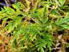 Acer palmatum 'Dissectum Emma' HORT'IS VIRIDIOS (R)