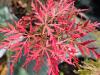 Acer palmatum ‘Dissectum Inaba Shidare’  HORT'IS VIRIDIOS (R)