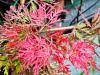 Acer palmatum ‘Dissectum Inaba Shidare’  HORT'IS VIRIDIOS (R)