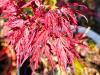Acer palmatum ‘Dissectum Inaba Shidare’  HORT'IS VIRIDIOS (R)