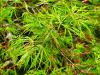Acer palmatum dissectum ‘Flavescens‘  HORT'IS VIRIDIOS (R)