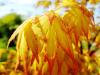 Acer palmatum 'Orange Dream' HORT'IS VIRIDIOS (R)