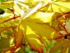 Acer palmatum 'Orange Dream' HORT'IS VIRIDIOS (R)