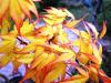 Acer palmatum 'Orange Dream' HORT'IS VIRIDIOS (R)