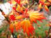 Acer palmatum 'Orange Dream' HORT'IS VIRIDIOS (R)