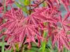 Acer palmatum 'Shirraz' HORT'IS VIRIDIOS (R)