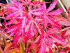 Acer palmatum 'Shirraz' HORT'IS VIRIDIOS (R)