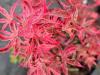 Acer palmatum 'Shirraz' HORT'IS VIRIDIOS (R)