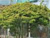 Acer palmatum 'Shishigashira' HORT'IS VIRIDIOS (R)
