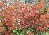 Acer palmatum ‘Ueno Yama‘  HORT'IS VIRIDIOS (R)