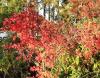 Acer palmatum ‘Ueno Yama‘  HORT'IS VIRIDIOS (R)