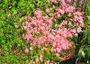 Acer palmatum 'Taylor' HORT'IS VIRIDIOS (R)