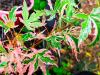 Acer palmatum 'Taylor' HORT'IS VIRIDIOS (R)