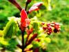 Acer shirawasanum 'Autumn Moon' HORT'IS VIRIDIOS (R)