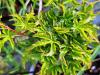 Acer palmatum 'Shishigashira' HORT'IS VIRIDIOS (R)