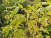 Acer tataricum ssp.ginnala HORT'IS VIRIDIOS (R)