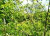 Acer tataricum ssp.ginnala HORT'IS VIRIDIOS (R)
