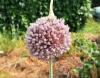 Allium ampeloprasum var. ampeloprasum  HORT'IS VIRIDIOS (R)