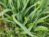 Allium ampeloprasum var. ampeloprasum  HORT'IS VIRIDIOS (R)