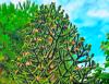 Araucaria araucana  HORT'IS VIRIDIOS (R)