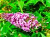 Buddleja davidii 'Flutterby Pink' HORT'IS VIRIDIOS (R)