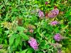 Buddleja davidii 'Flutterby Pink' HORT'IS VIRIDIOS (R)