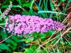 Buddleja davidii 'Flutterby Pink' HORT'IS VIRIDIOS (R)