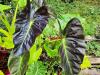 Colocasia esculenta  HORT'IS VIRIDIOS (R)