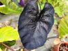 Colocasia esculenta  HORT'IS VIRIDIOS (R)