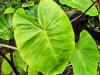 Colocasia esculenta  HORT'IS VIRIDIOS (R)