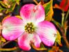 Cornus florida 'Cherockee Sunset' HORT'IS VIRIDIOS (R)