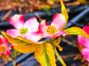 Cornus florida 'Cherockee Sunset' HORT'IS VIRIDIOS (R)