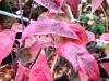 Cornus florida 'Cherockee Sunset' HORT'IS VIRIDIOS (R)