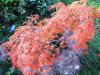 Acer palmatum dissectum ‘Flavescens‘  HORT'IS VIRIDIOS (R)