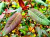 Eucalyptus deglupta HORT'IS VIRIDIOS (R)