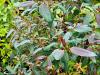Eucalyptus deglupta HORT'IS VIRIDIOS (R)