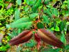 Eucalyptus deglupta HORT'IS VIRIDIOS (R)