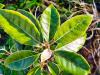 Elaeagnus X ebbingei ‘Compacta’ HORT'IS VIRIDIOS (R)