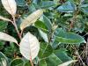 Elaeagnus X ebbingei ‘Compacta’ HORT'IS VIRIDIOS (R)