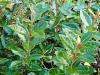 Elaeagnus X ebbingei ‘Compacta’ HORT'IS VIRIDIOS (R)