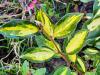 Elaeagnus X ebbingei ‘Limelight’ HORT'IS VIRIDIOS (R)