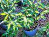 Elaeagnus X ebbingei ‘Limelight’ HORT'IS VIRIDIOS (R)