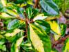 Elaeagnus X ebbingei ‘Limelight’ HORT'IS VIRIDIOS (R)