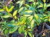 Elaeagnus X ebbingei ‘Limelight’ HORT'IS VIRIDIOS (R)