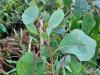 Eucalyptus camphora  HORT'IS VIRIDIOS (R)