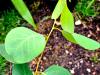 Eucalyptus camphora  HORT'IS VIRIDIOS (R)