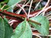 Euonymus alatus  HORT'IS VIRIDIOS (R)