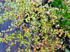 Pittosporum tenuifolium ‘Donovan Gold’ HORT'IS VIRIDIOS (R)